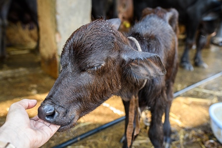 Indian buffalo calf sucking on fingers in a concrete shed on an urban dairy farm or tabela, Aarey milk colony, Mumbai, India, 2023