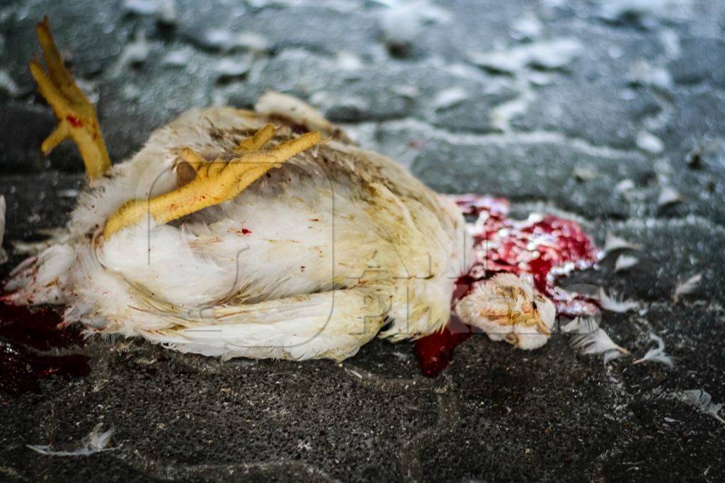 Dead broiler chickens on the ground fallen from transport trucks near Crawford meat market in urban city