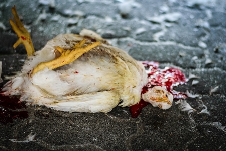 Dead broiler chickens on the ground fallen from transport trucks near Crawford meat market in urban city