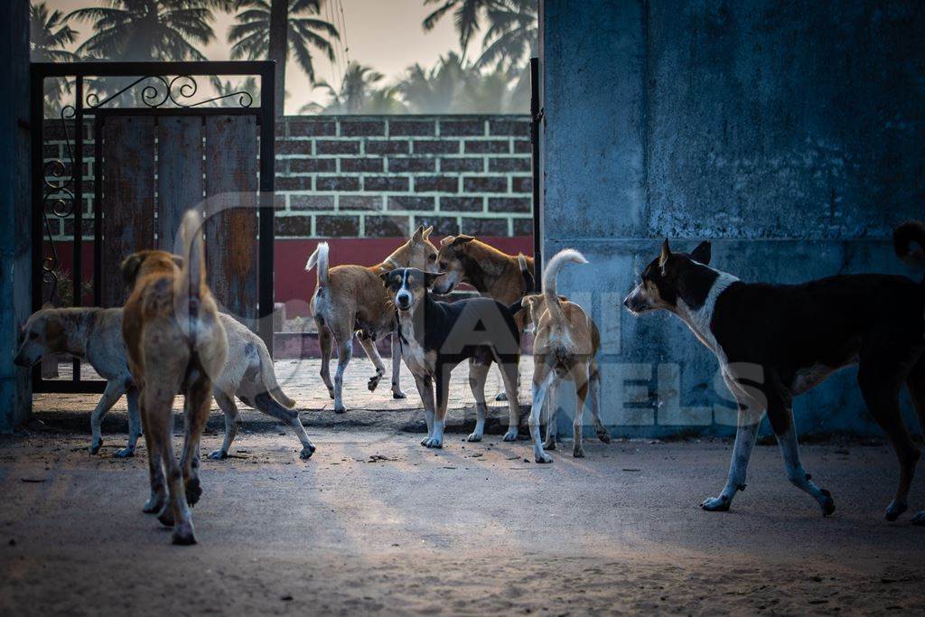 Many Indian street dogs or stray pariah dogs in a pack, Malvan, India, 2022