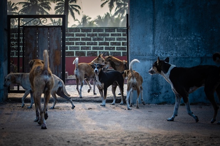 Many Indian street dogs or stray pariah dogs in a pack, Malvan, India, 2022