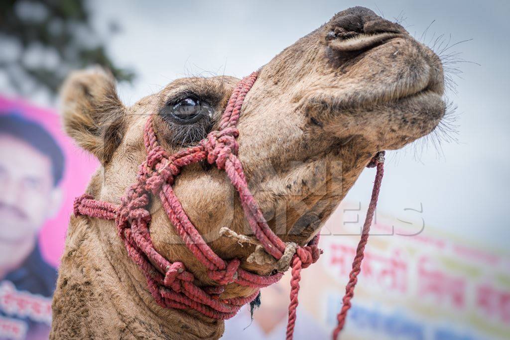 Close up of head of Camel in harness