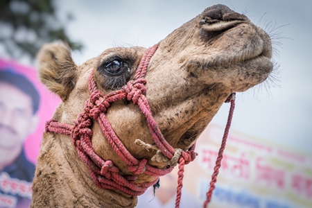 Close up of head of Camel in harness