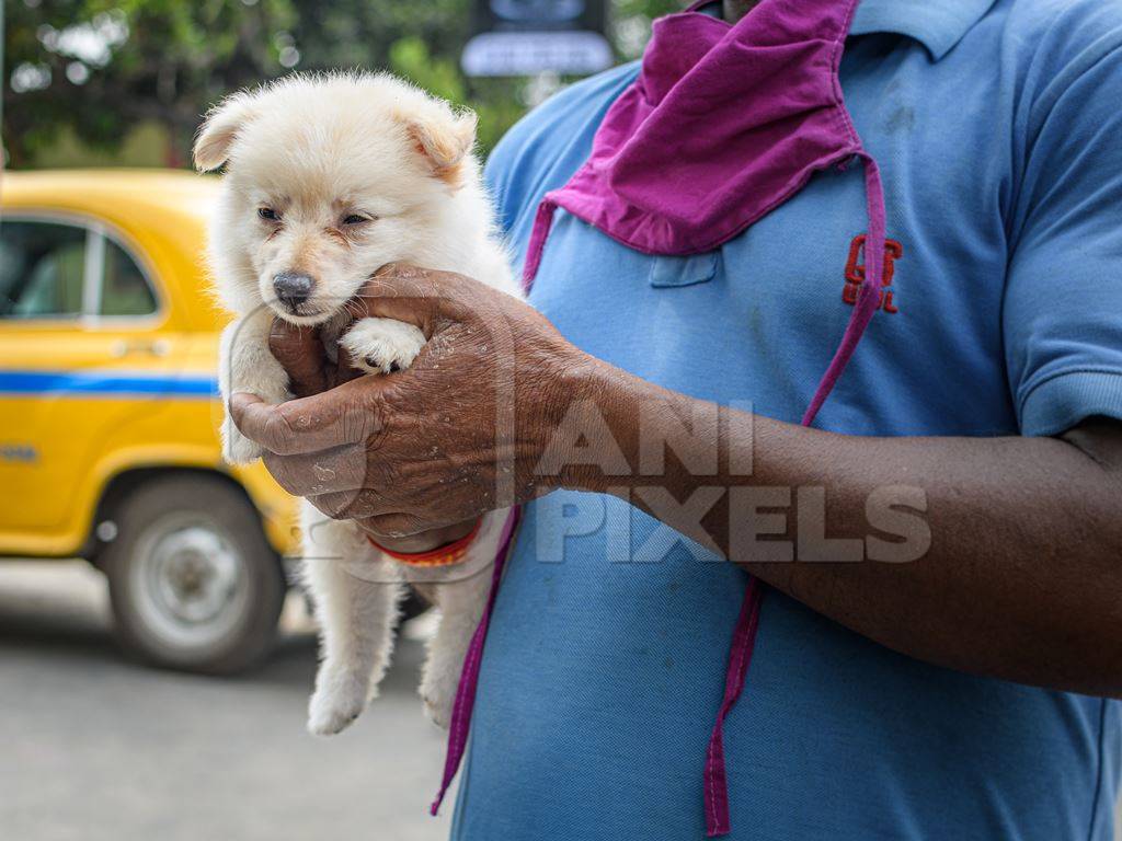 Pedigree or breed puppy dog held up by dog seller on the street at Galiff Street pet market, Kolkata, India, 2022