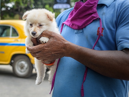 Pedigree or breed puppy dog held up by dog seller on the street at Galiff Street pet market, Kolkata, India, 2022