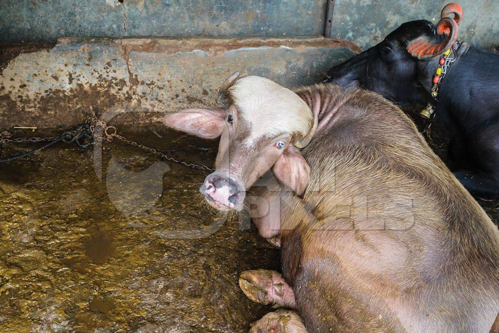 Farmed buffaloes tied up in a small urban dairy