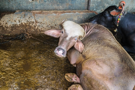 Farmed buffaloes tied up in a small urban dairy