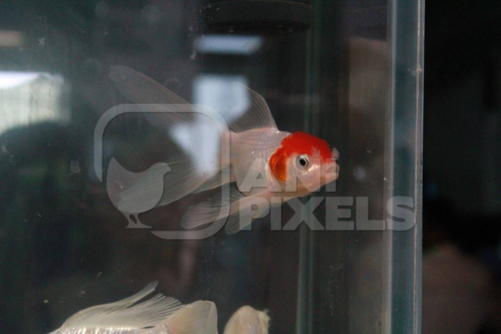 Goldfish fishes kepts as pets in captivity in tank or aquarium