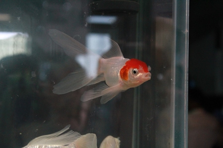 Goldfish fishes kepts as pets in captivity in tank or aquarium
