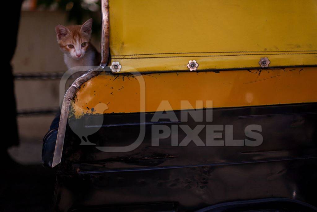 Kitten looking out from yellow and black autorickshaw