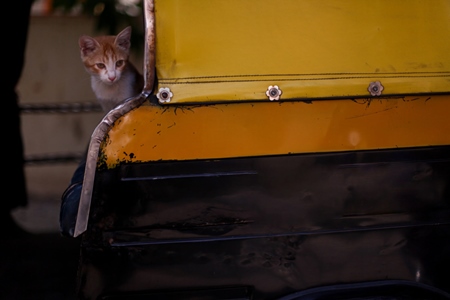 Kitten looking out from yellow and black autorickshaw