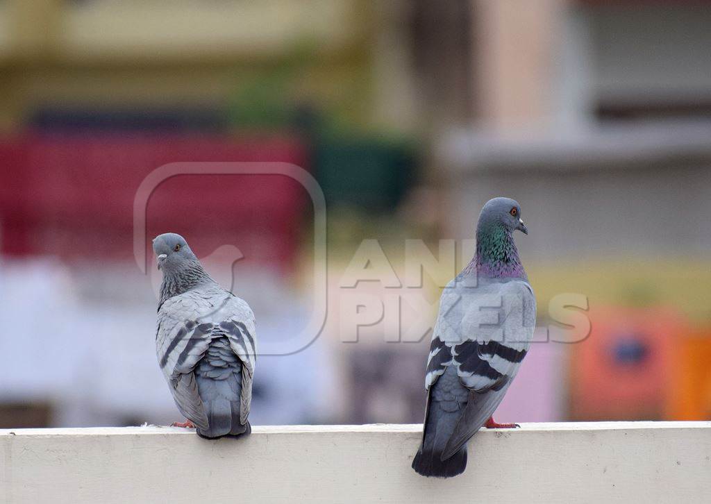 Pigeons sitting on wall in an urban city