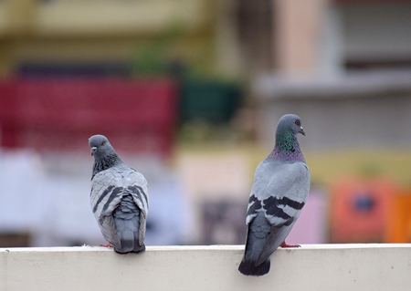 Pigeons sitting on wall in an urban city