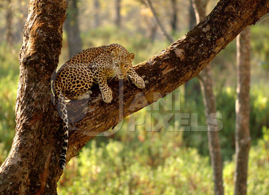 Leopard sitting in a tree in the forest