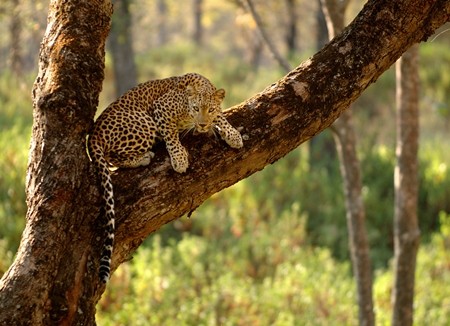 Leopard sitting in a tree in the forest