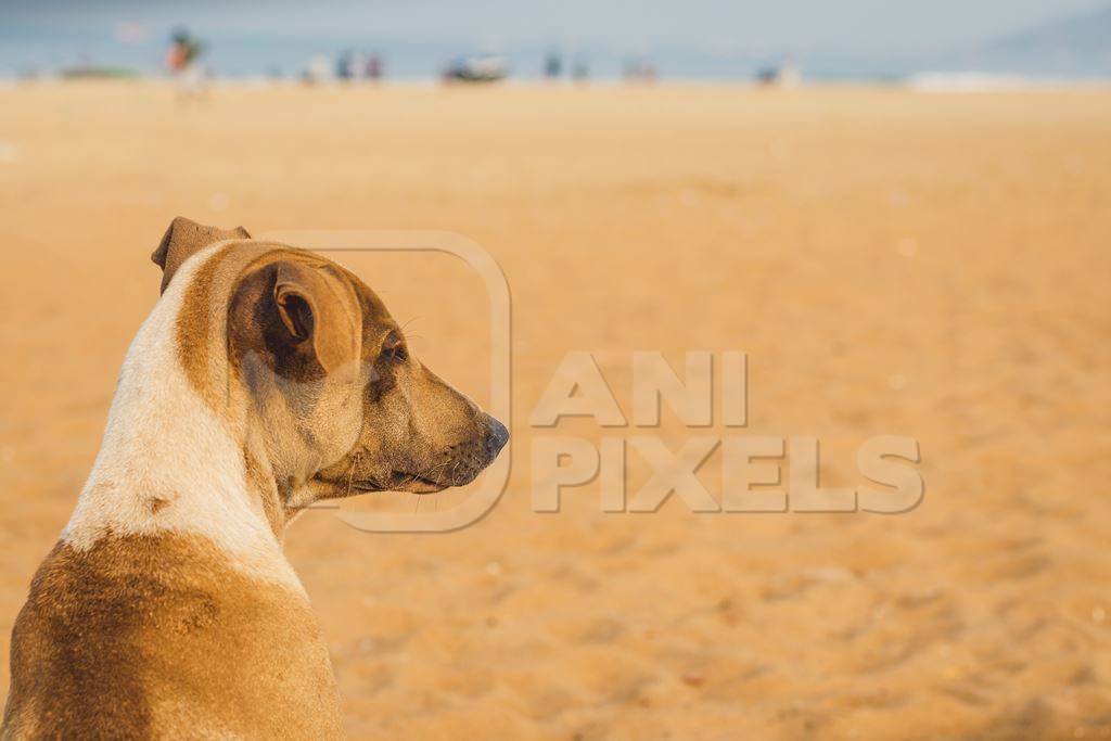 Stray street dog lying on beach in Goa