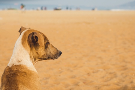 Stray street dog lying on beach in Goa