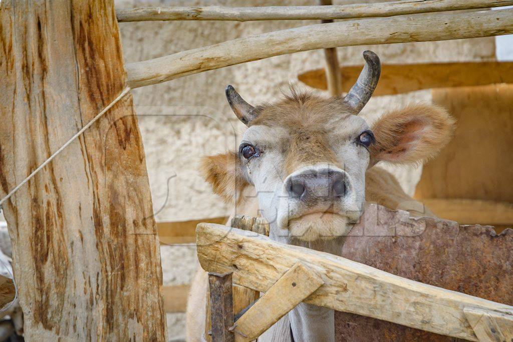 Orange Indian cow with horns in a wooden pen on a rural dairy farm in Ladakh in the HImalaya mountains in India