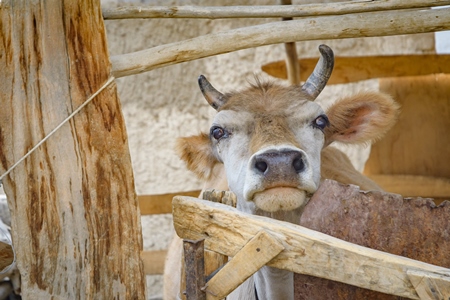 Orange Indian cow with horns in a wooden pen on a rural dairy farm in Ladakh in the HImalaya mountains in India