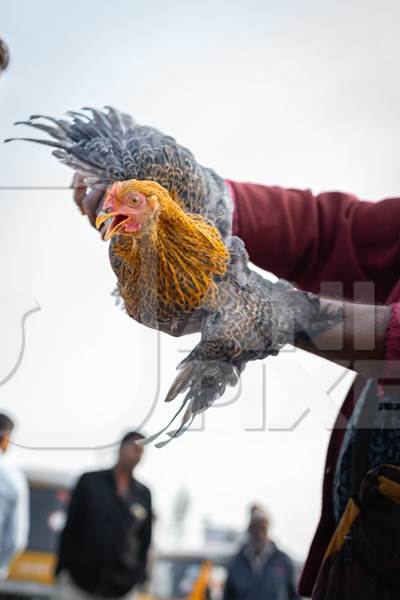 Indian chickens roughly handled, for sale at Wagholi bird market, Pune, Maharashtra, India, 2024