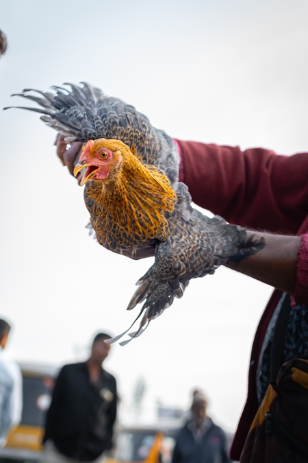 Indian chickens roughly handled, for sale at Wagholi bird market, Pune, Maharashtra, India, 2024