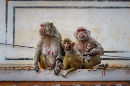 Family of Indian macaque monkeys in the urban city of Jaipur, Rajasthan, India, 2022