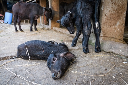 Dead Indian buffalo calf lying on the ground with small buffalo calf watching on an urban dairy farm or tabela, Aarey milk colony, Mumbai, India, 2023