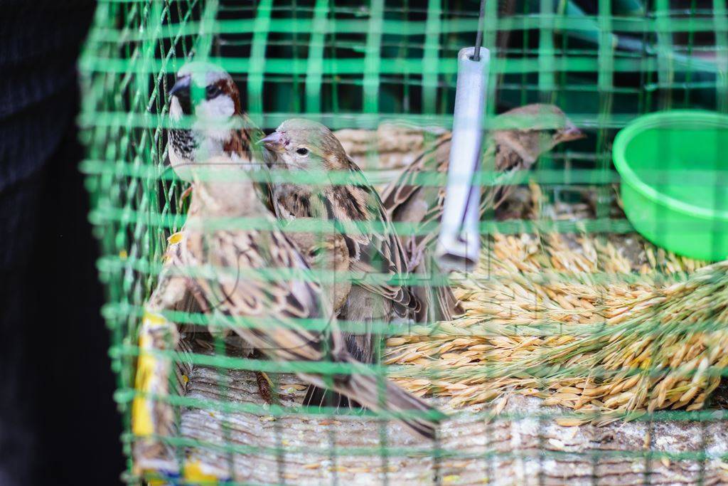 Sparrows captive in green cage waiting for people to pay to free them outside temple