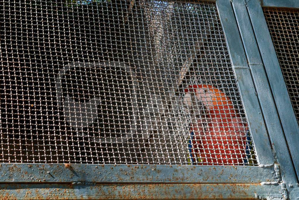 Captive parrot behind bars in a cage at Patna zoo in Bihar