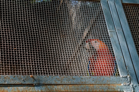 Captive parrot behind bars in a cage at Patna zoo in Bihar