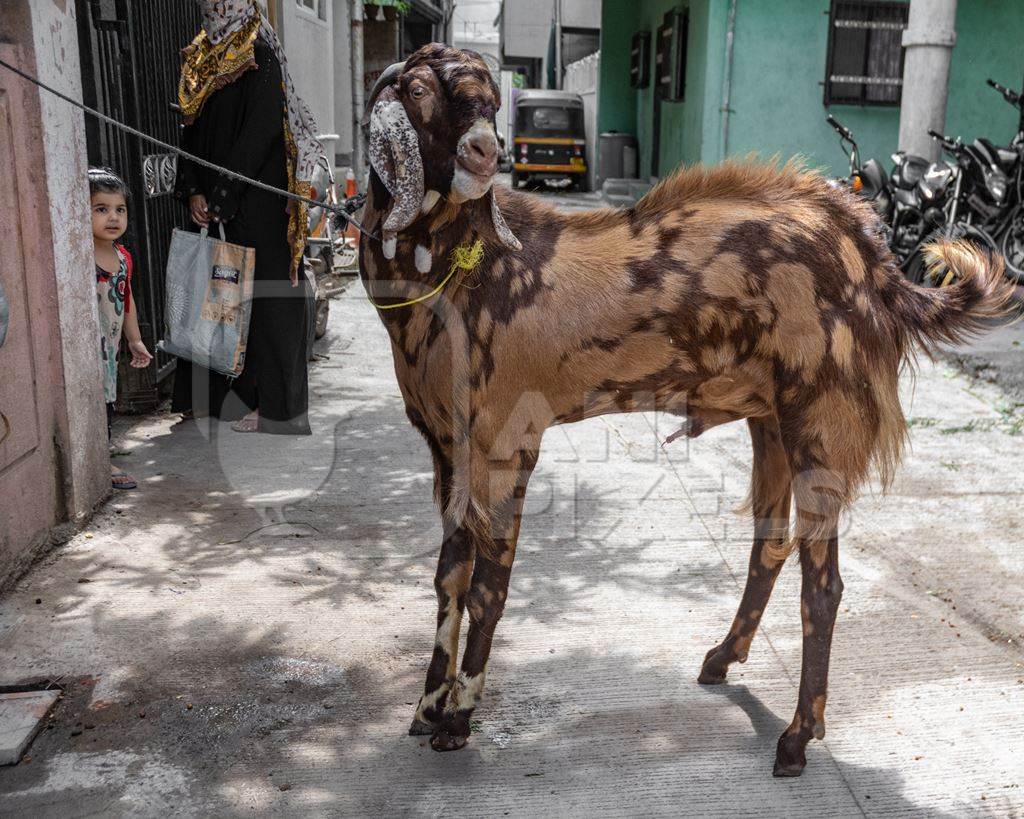 Goat bought for Eid religious sacrifice tied up in urban city street with girl watching