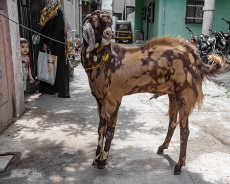 Goat bought for Eid religious sacrifice tied up in urban city street with girl watching