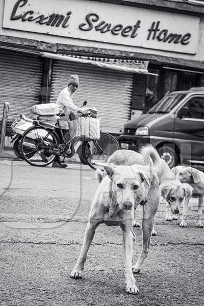 Indian stray or street pariah dogs on road in black and white in urban city of Pune, Maharashtra, India, 2021