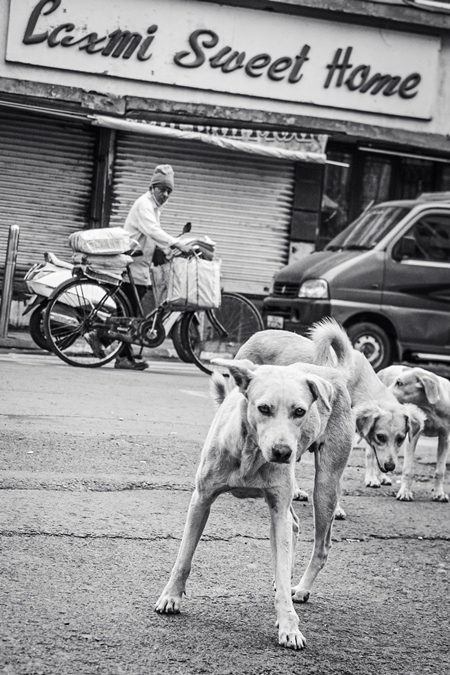 Indian stray or street pariah dogs on road in black and white in urban city of Pune, Maharashtra, India, 2021