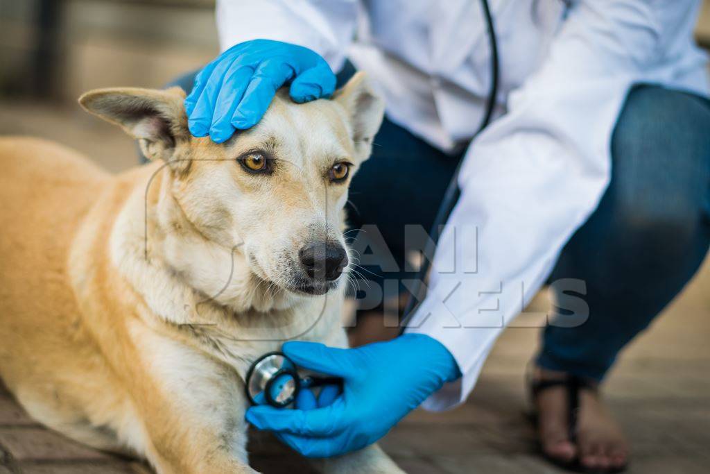 Veterinarian treating a street dog on the street in a city