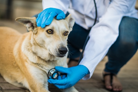 Veterinarian treating a street dog on the street in a city