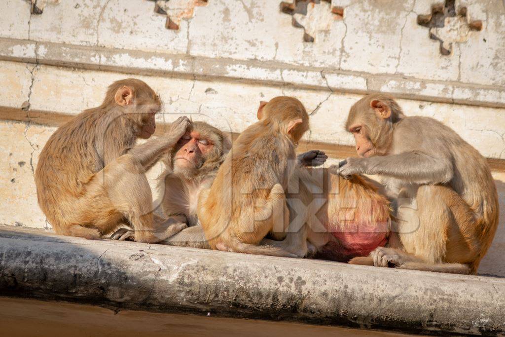 Group of Indian macaque monkeys at Galta Ji monkey temple near Jaipur in Rajasthan in India