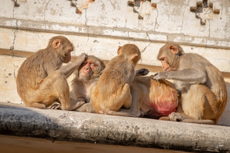 Group of Indian macaque monkeys at Galta Ji monkey temple near Jaipur in Rajasthan in India