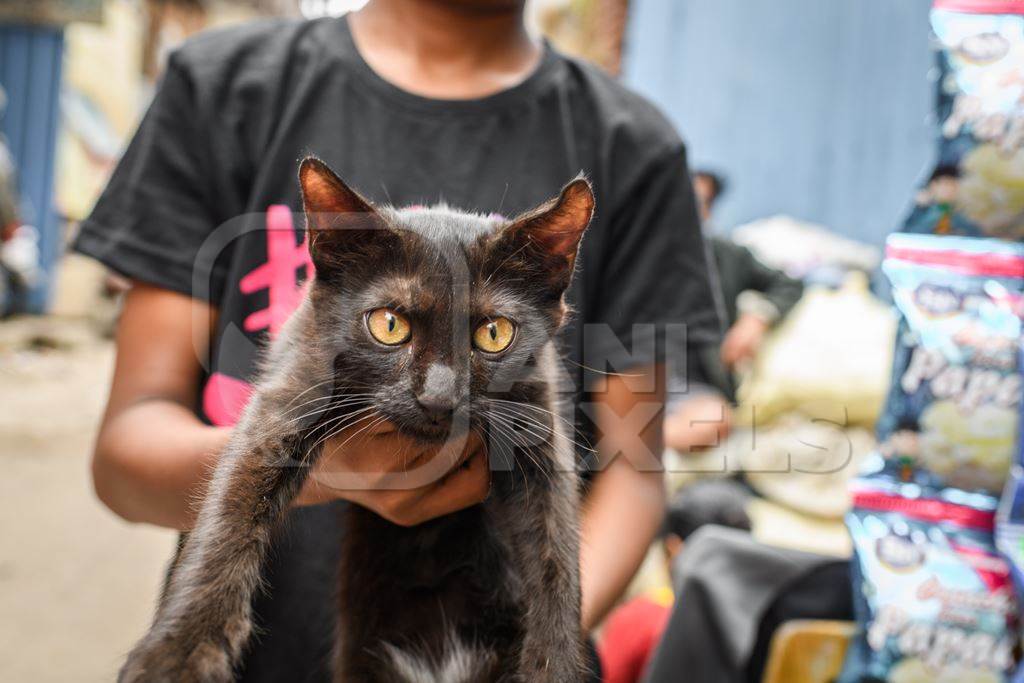 Boy holding black stray or street cat in lane, Pune, Maharashtra, India, 2023