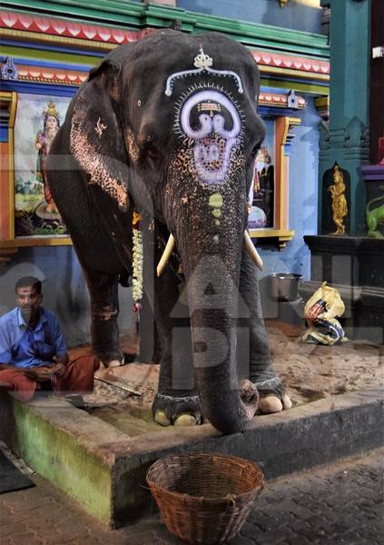 Decorated temple elephant in chains used at Manakula Vinayagar Temple in Puduchery