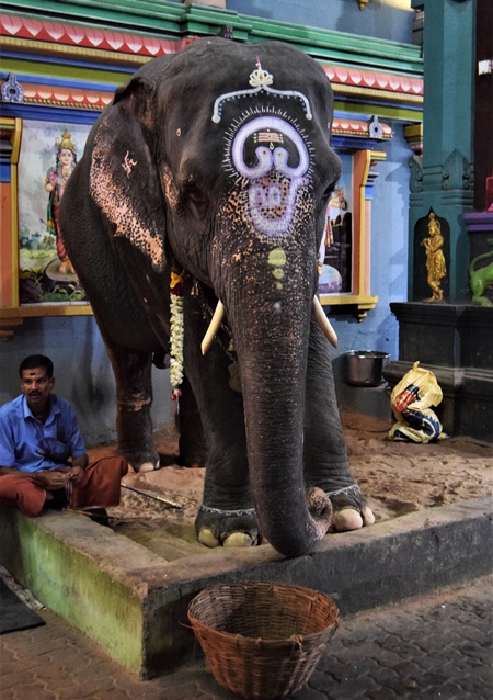 Decorated temple elephant in chains used at Manakula Vinayagar Temple in Puduchery