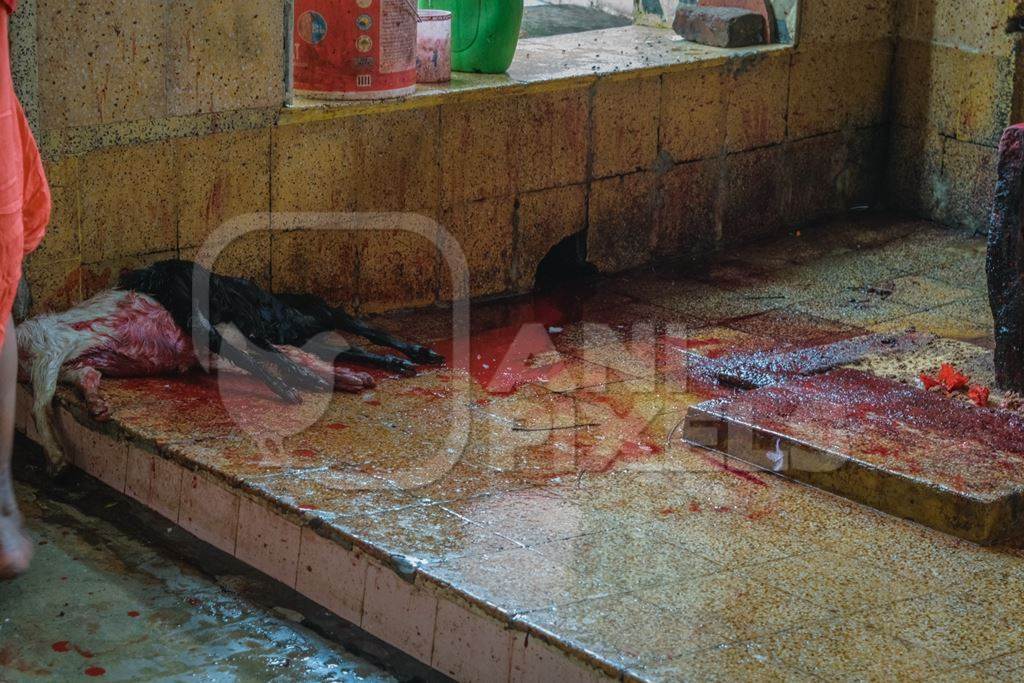 Indian goat religious animal sacrifice by priests inside Kamakhya temple in Guwahati, Assam, India, 2018
