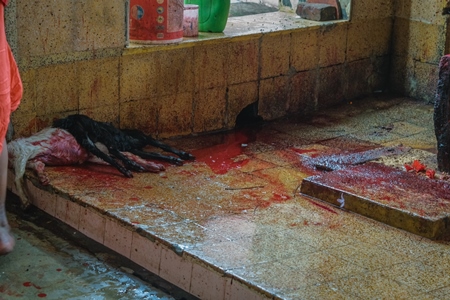 Indian goat religious animal sacrifice by priests inside Kamakhya temple in Guwahati, Assam, India, 2018