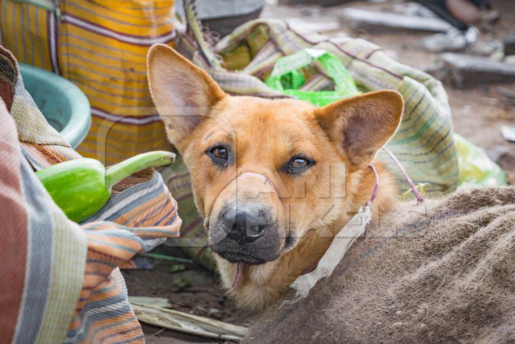 Dogs in sacks on sale for meat at a live animal dog market in Nagaland