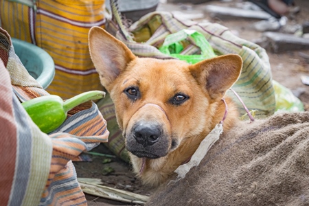 Dogs in sacks on sale for meat at a live animal dog market in Nagaland