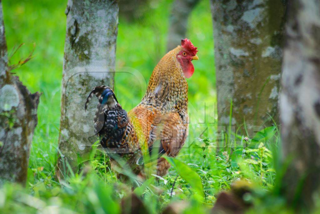 Orange hen in a green field with trees