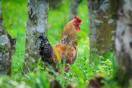 Orange hen in a green field with trees