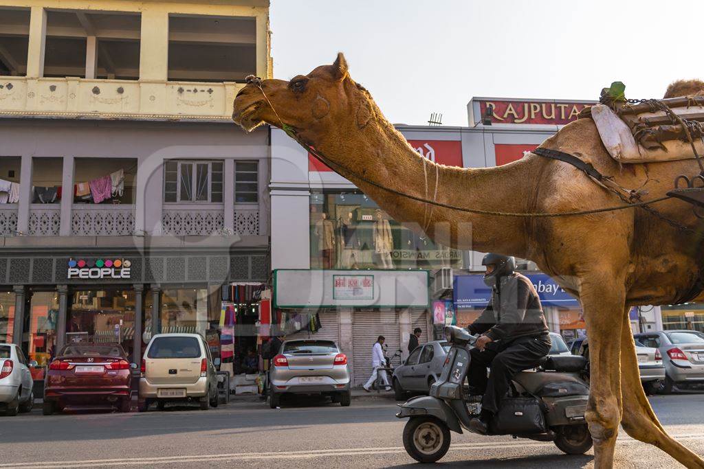Photo of working Indian camel used as animal labour pulling cart on busy street with traffic in the city of Jaipur, India