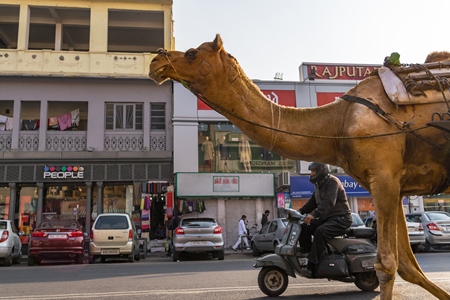Photo of working Indian camel used as animal labour pulling cart on busy street with traffic in the city of Jaipur, India