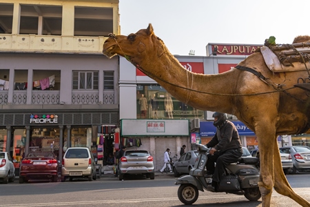 Photo of working Indian camel used as animal labour pulling cart on busy street with traffic in the city of Jaipur, India